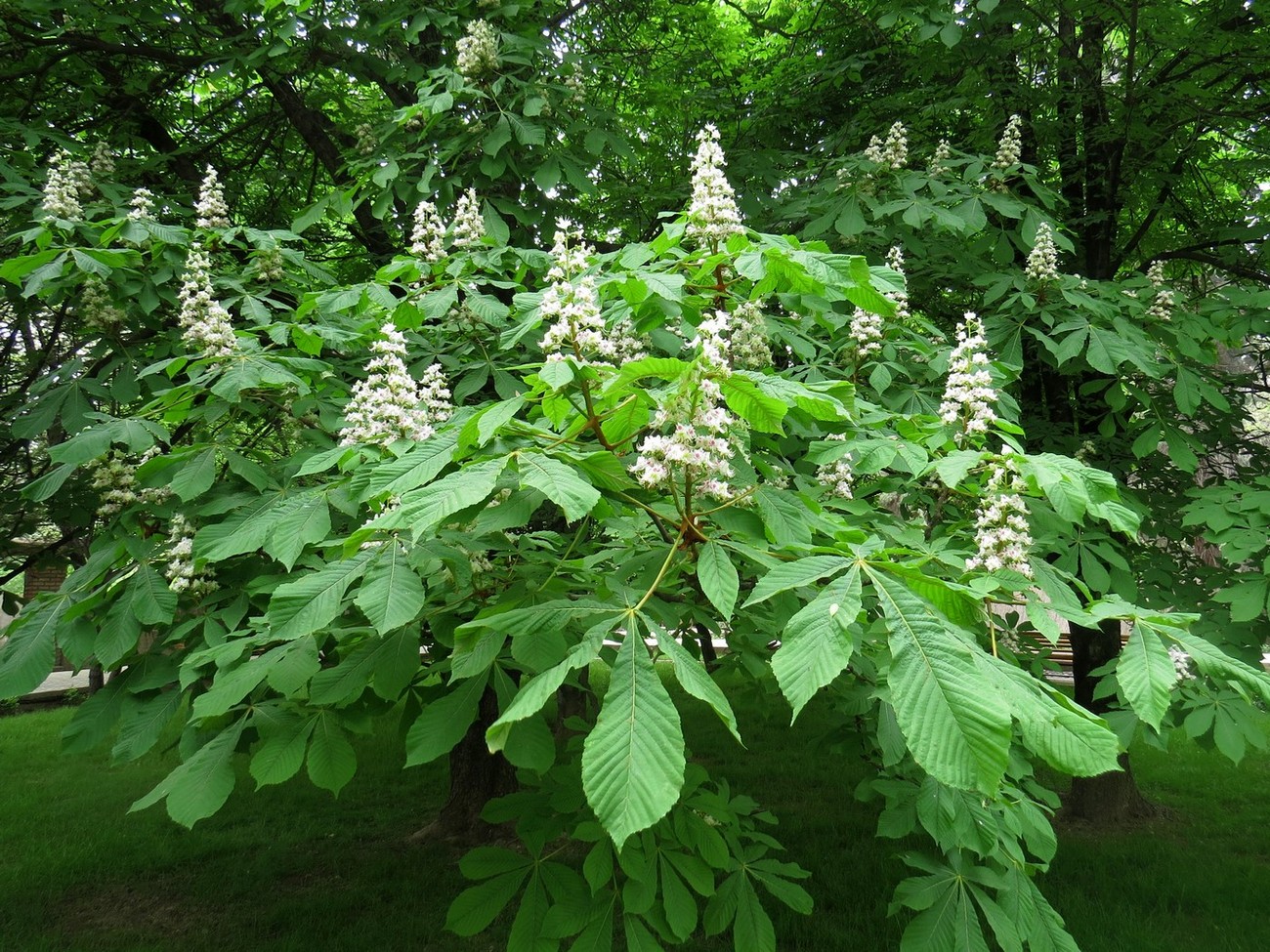 Image of Aesculus hippocastanum specimen.