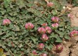 Trifolium fragiferum