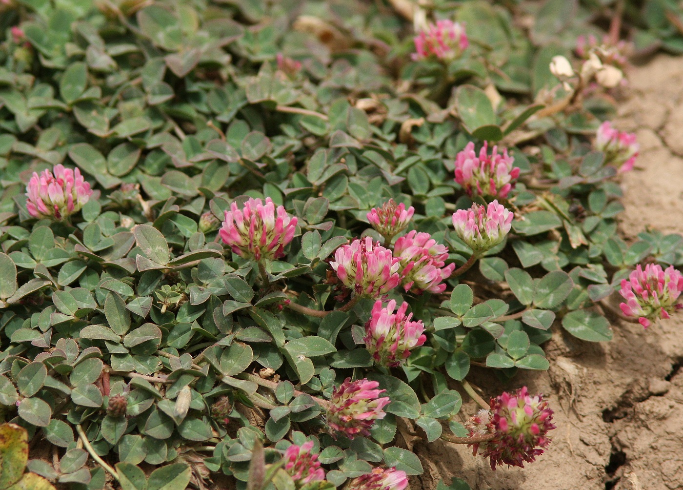 Изображение особи Trifolium fragiferum.