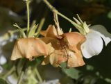 Dombeya tiliacea