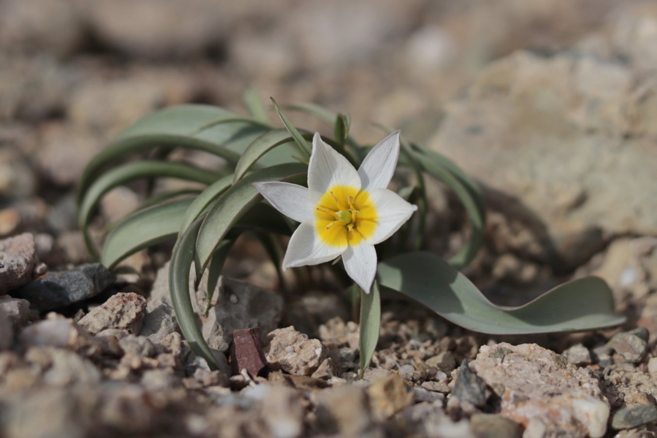 Изображение особи Tulipa biflora.