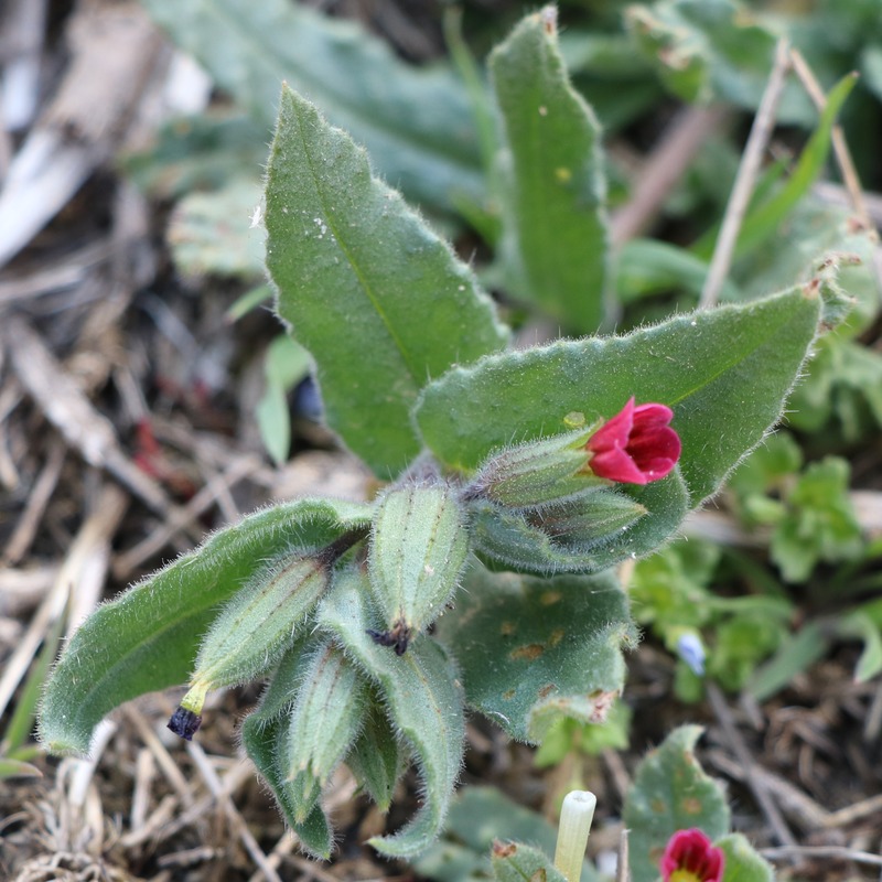 Image of Nonea caspica specimen.