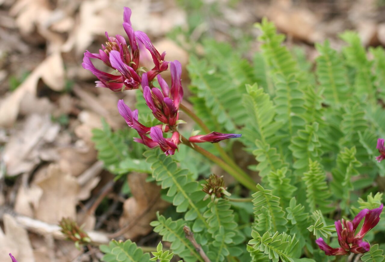 Изображение особи Astragalus monspessulanus.