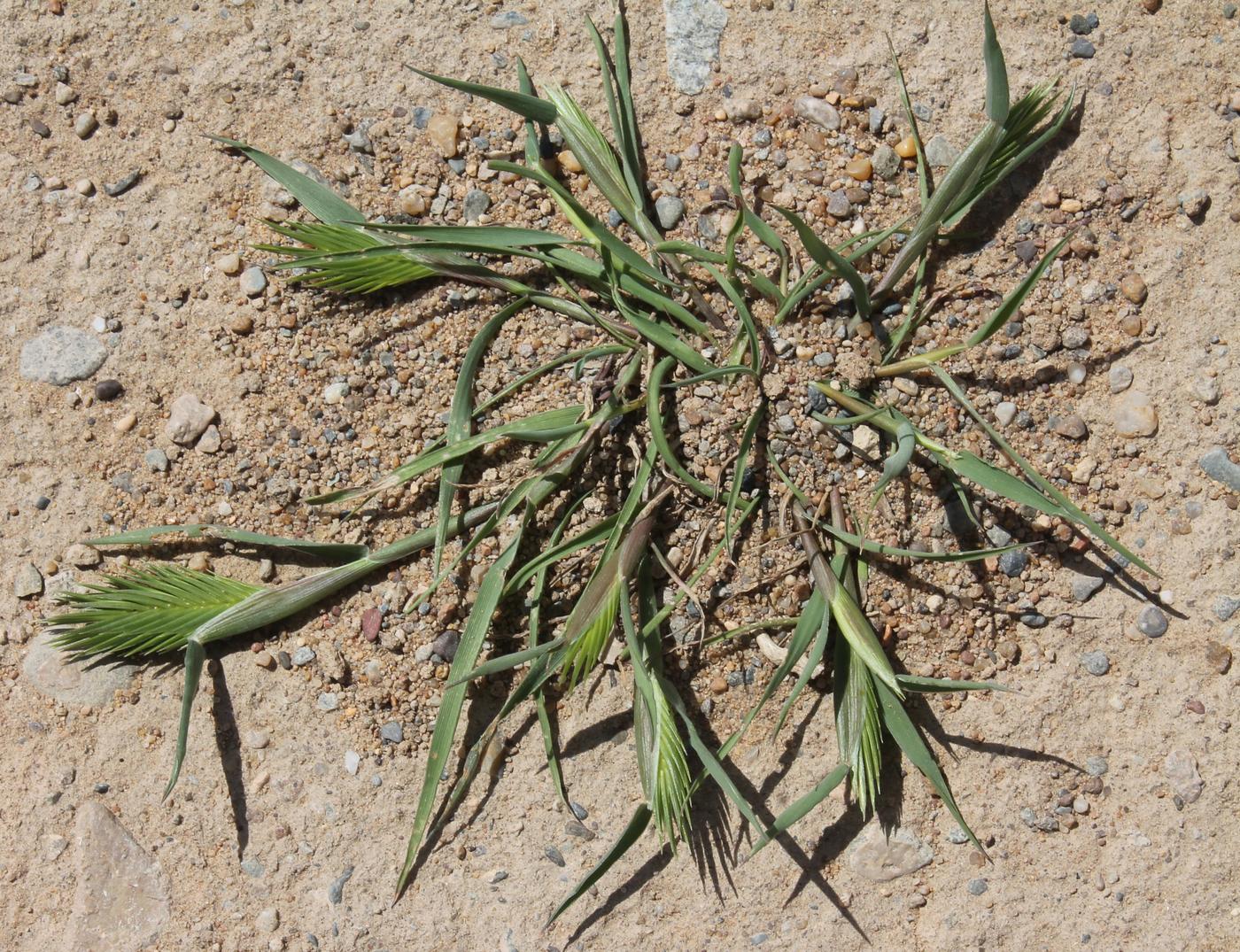 Image of Eremopyrum bonaepartis specimen.