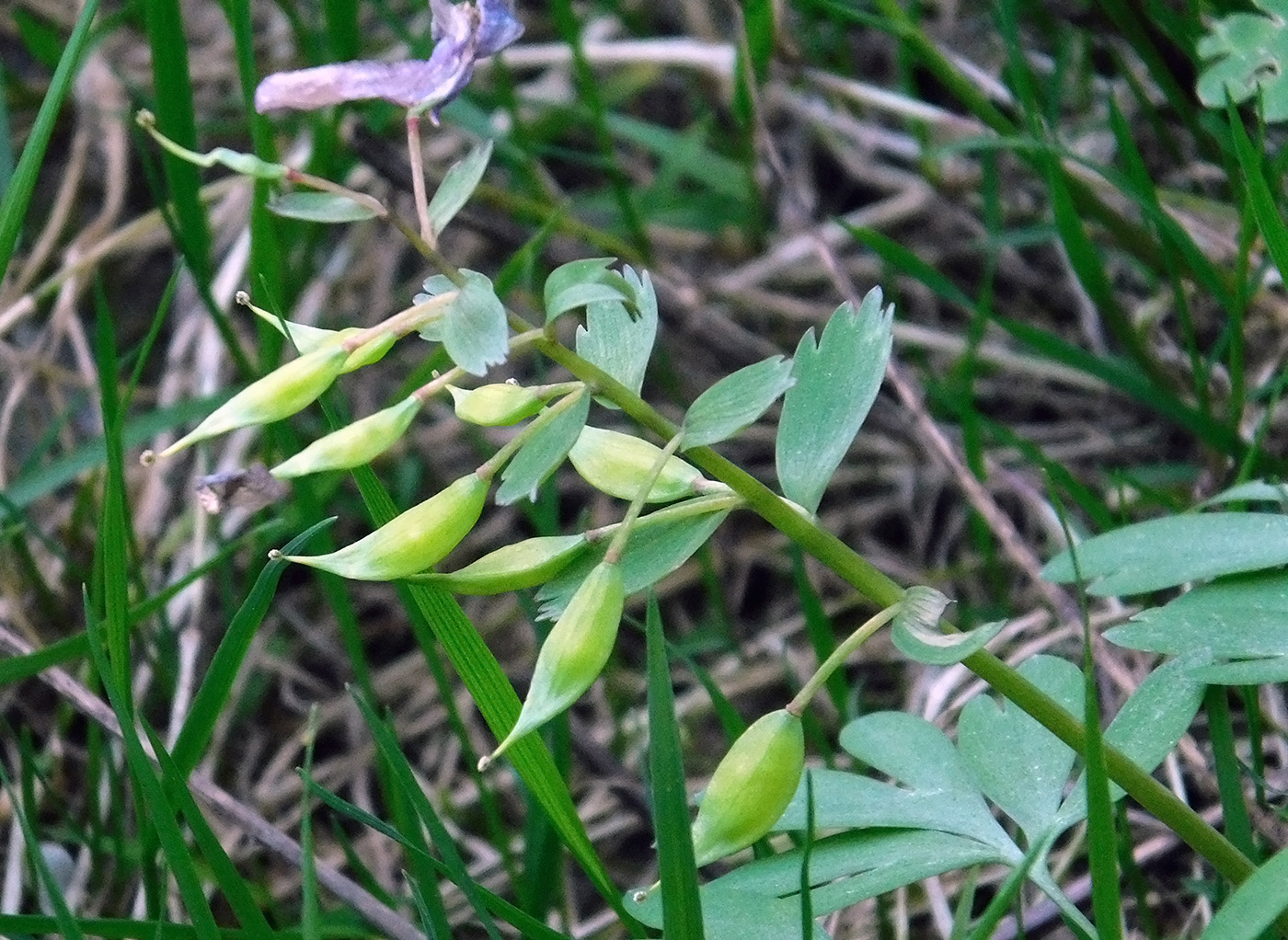 Image of Corydalis solida specimen.