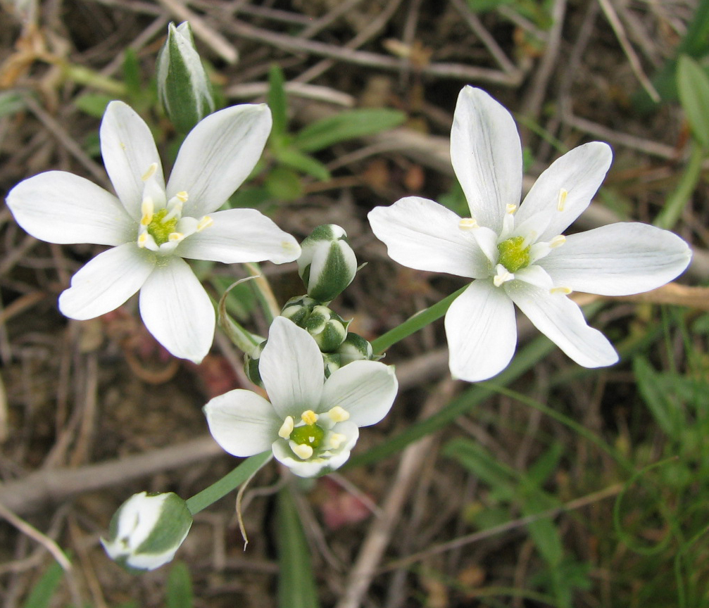 Изображение особи Ornithogalum navaschinii.