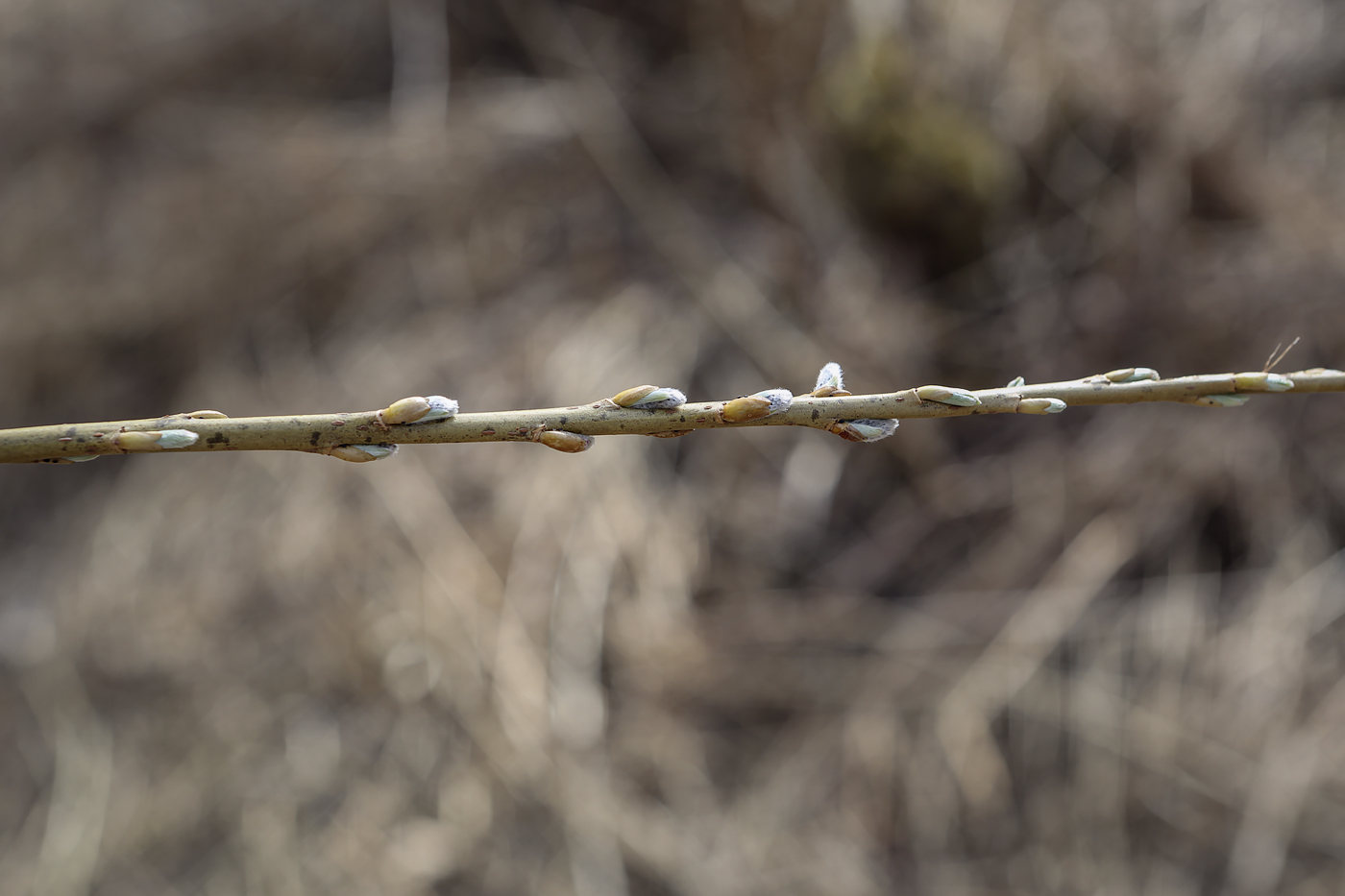 Image of Salix viminalis specimen.