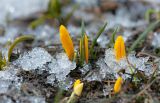 Colchicum luteum