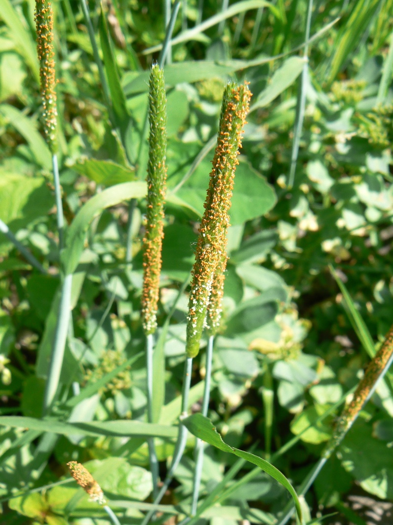 Image of Alopecurus aequalis specimen.