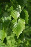 Betula papyrifera. Листья. Санкт-Петербург, Старый Петергоф, парк \"Сергиевка\", луг напротив дирекции. 29.05.2021.