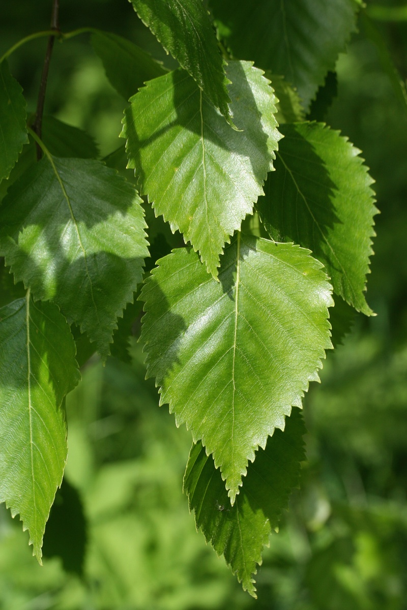 Изображение особи Betula papyrifera.