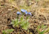 familia Boraginaceae. Цветущее растение. Красноярский край, г. Норильск, окр. р-на Талнах, на склоне горы. 24.06.2021.