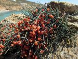 Ephedra foeminea