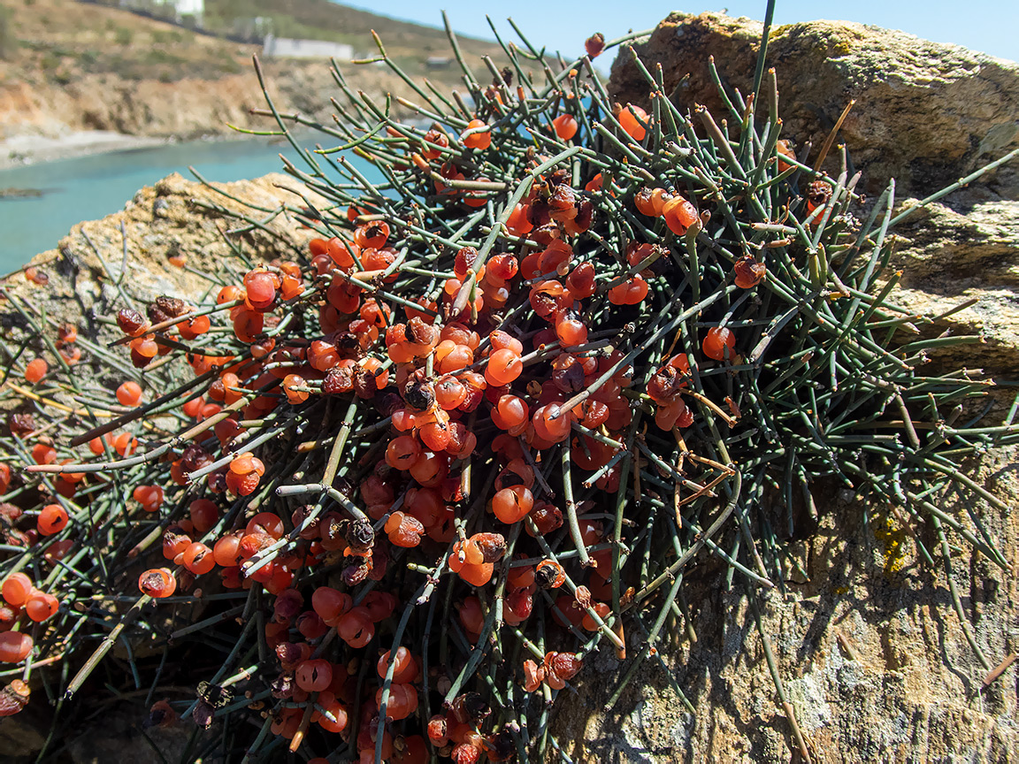 Image of Ephedra foeminea specimen.