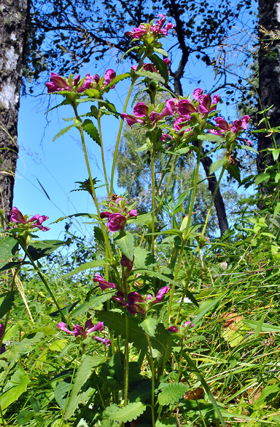 Изображение особи Pedicularis resupinata.