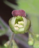 Scrophularia divaricata