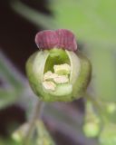 Scrophularia divaricata. Цветок. Северная Осетия, Алагирский р-н, Цейское ущелье, смешанный лес, у дороги. 30 июня 2021 г.