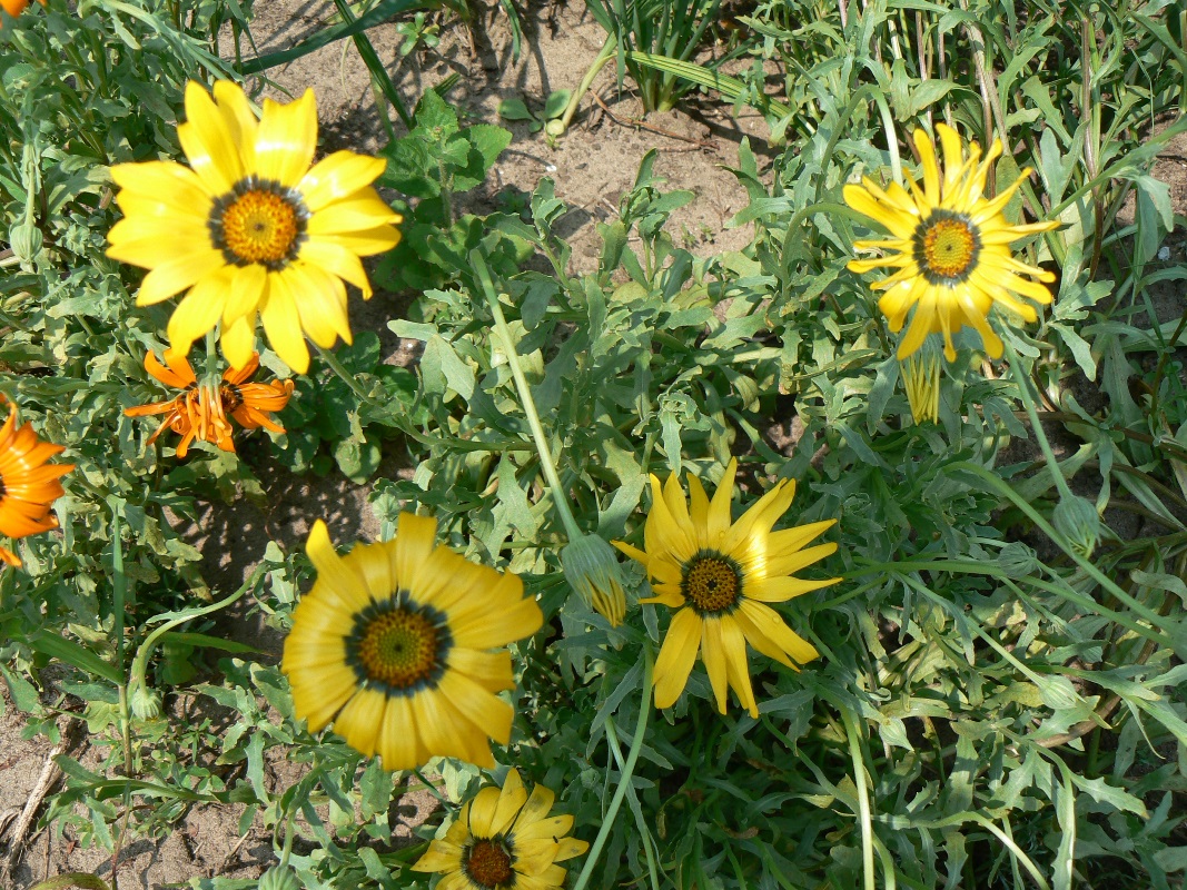 Изображение особи род Rudbeckia.