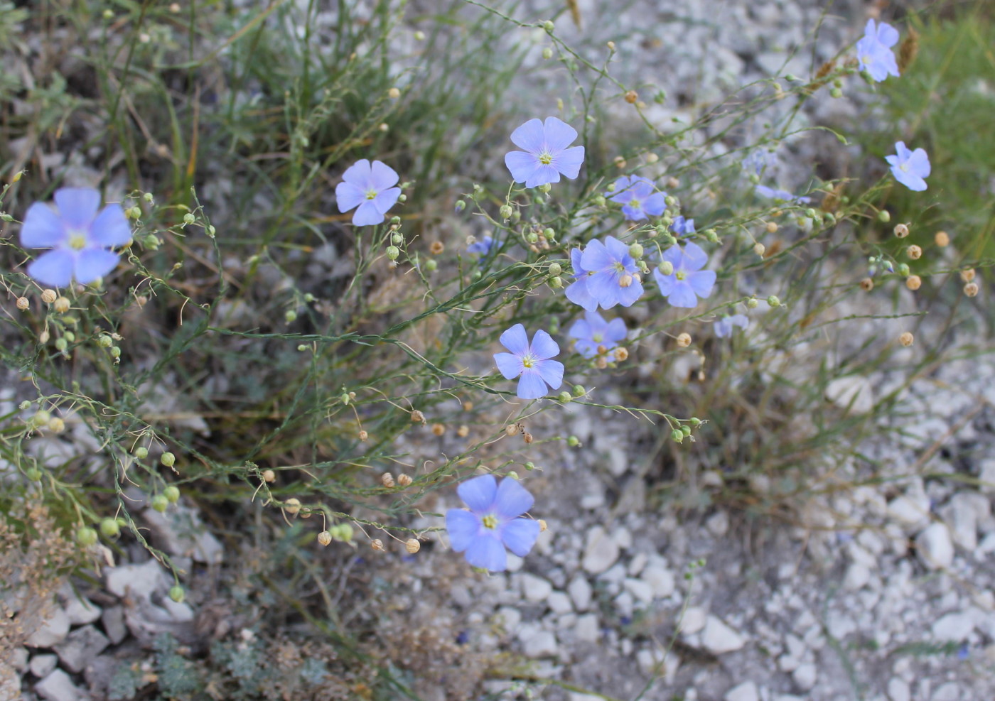 Изображение особи Linum squamulosum.