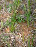 Carex stenophylla