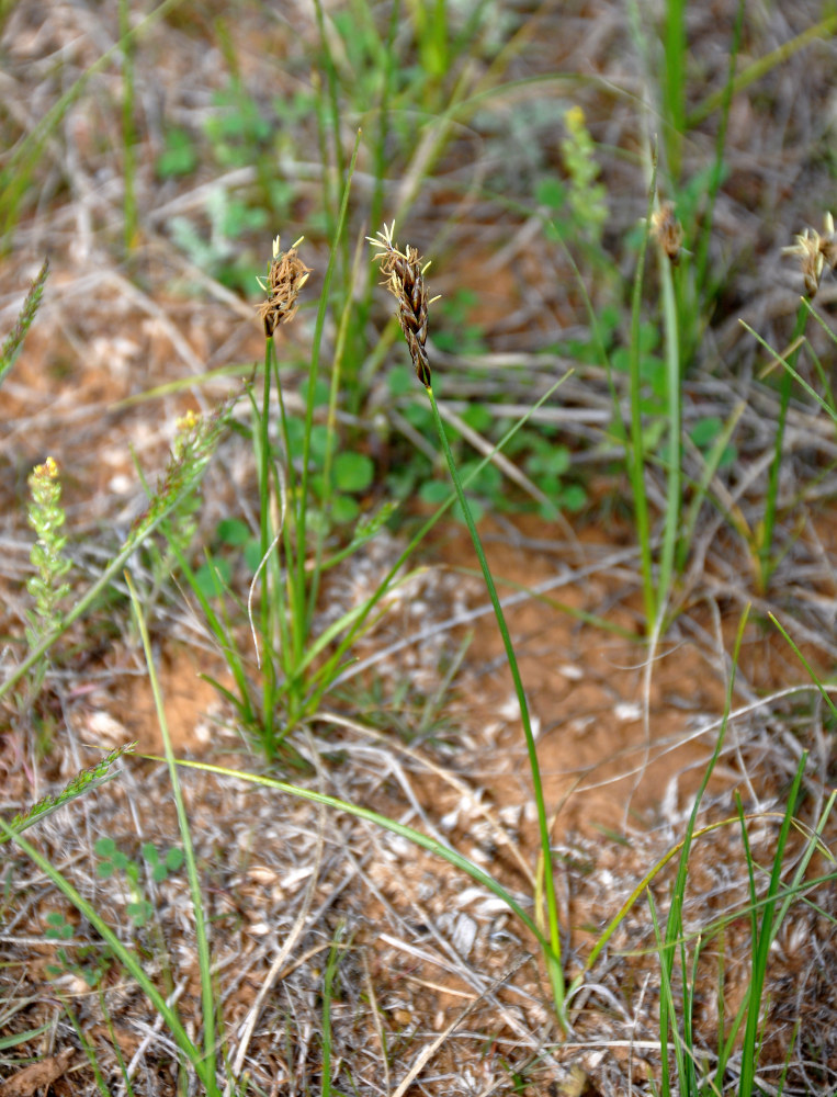 Изображение особи Carex stenophylla.