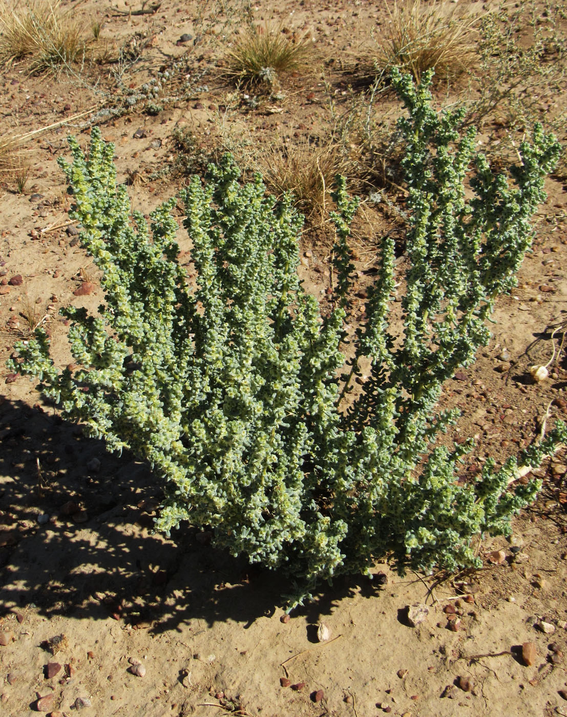 Image of Halogeton glomeratus specimen.