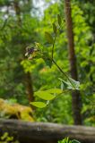 Lathyrus pisiformis. Верхушка цветущего побега. Свердловская обл., Красноуфимский округ, Усть-Машский сельский совет, окр. дер. Русский Усть-Маш, вершина прибрежного скальника, под соснами. 13 июня 2021 г.