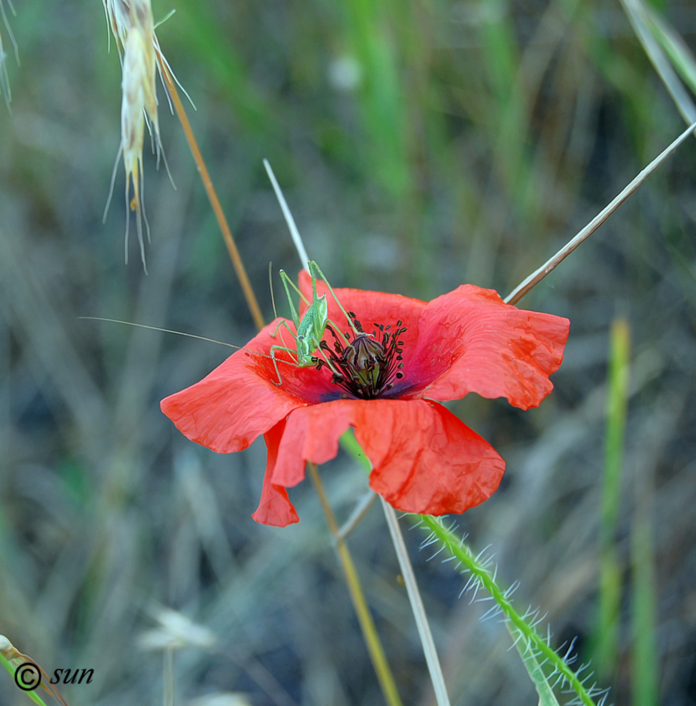 Image of Papaver rhoeas specimen.