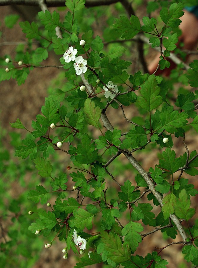 Изображение особи Crataegus microphylla.