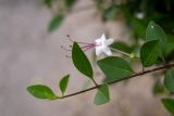 Clerodendrum inerme