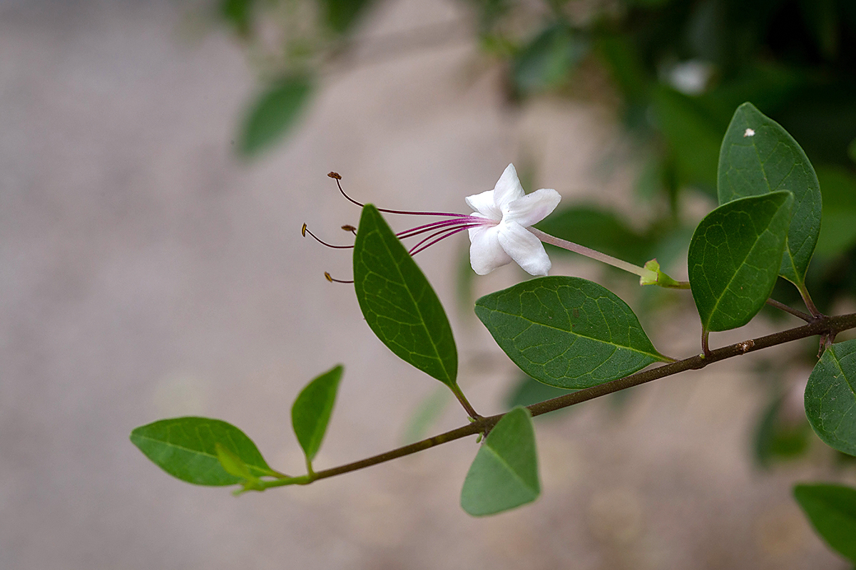 Изображение особи Clerodendrum inerme.