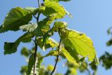 Corylus avellana. Побег с незрелым плодом. Псковская обл., Псковский р-н, окр. погоста Выбуты, борт дол. р. Великая, бровка известнякового склона, сухой луг. 29.07.2021.