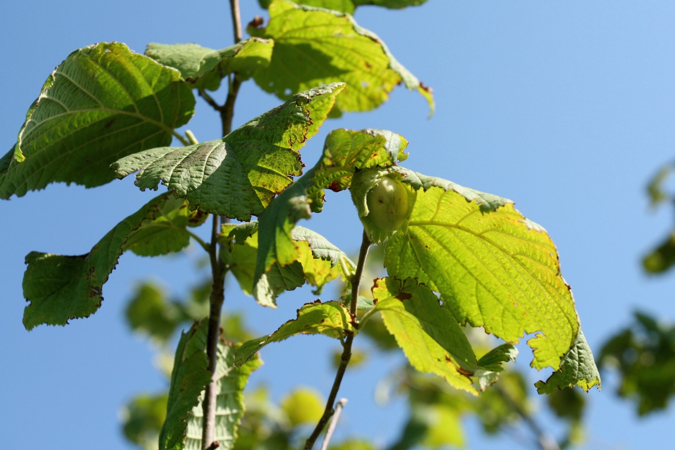 Изображение особи Corylus avellana.