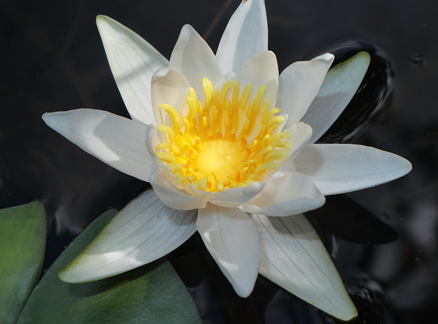 Image of Nymphaea candida specimen.