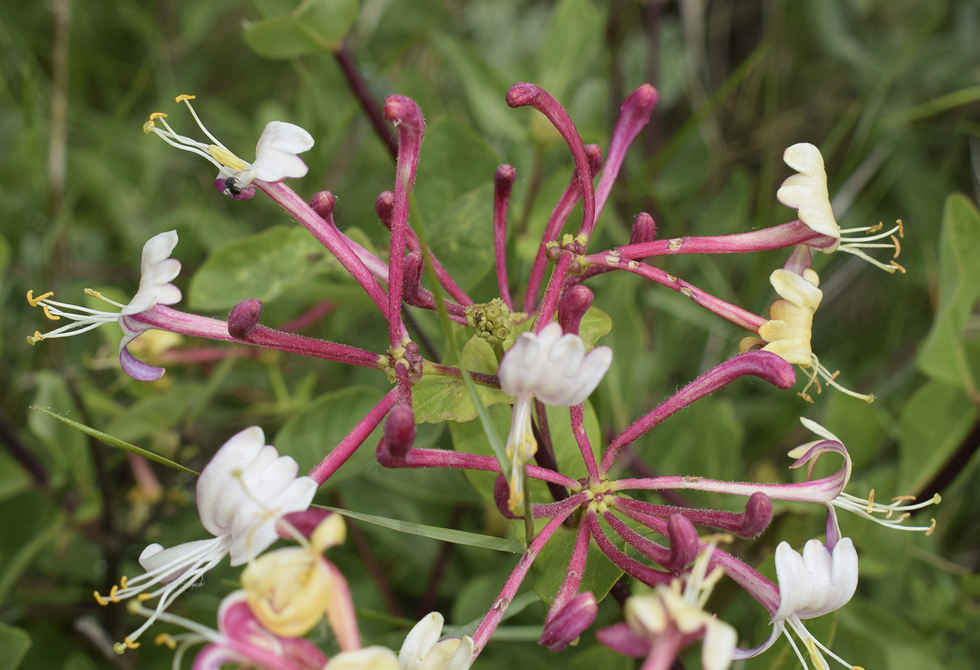 Изображение особи Lonicera etrusca.