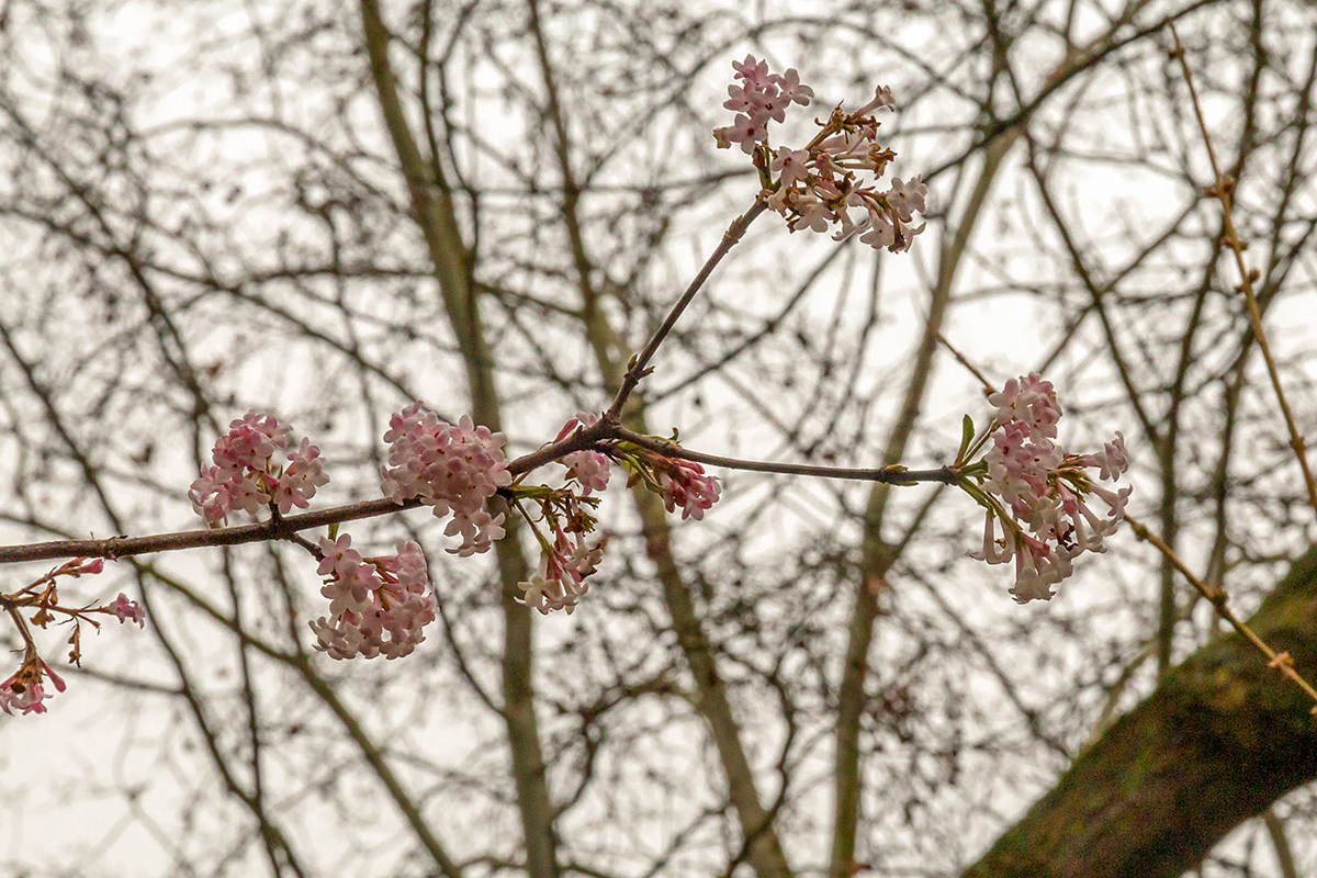 Изображение особи Viburnum farreri.