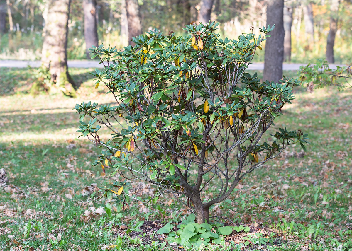 Изображение особи род Rhododendron.