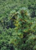 Pinus koraiensis. Верхушка дерева с незрелыми шишками. Приморье, окр. г. Находка, гора Памятник, скальный массив Замок, смешанный лес, у подножия скал. 29.07.2021.