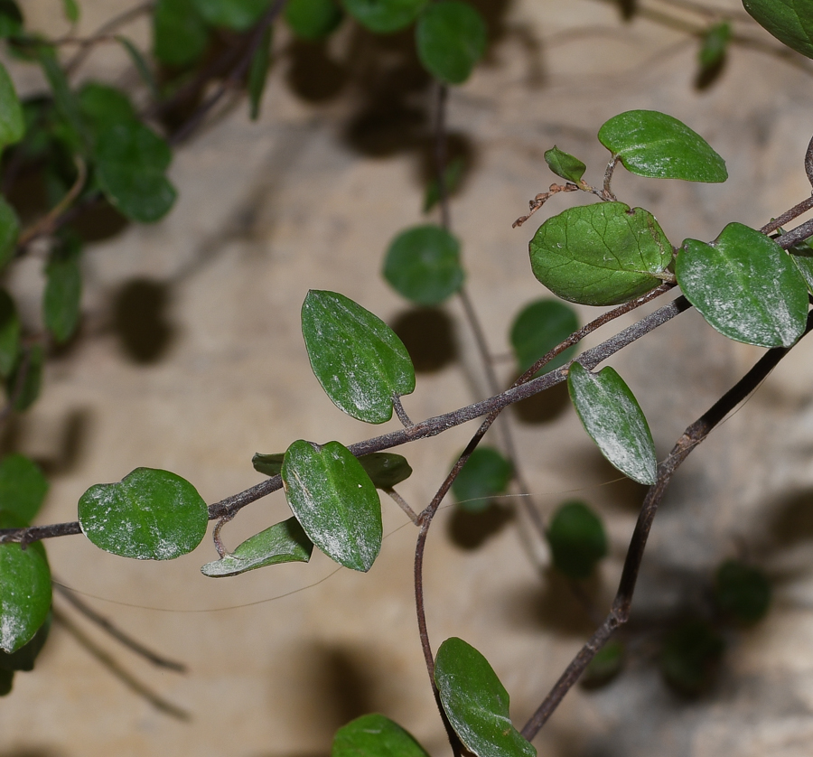 Image of Muehlenbeckia complexa specimen.