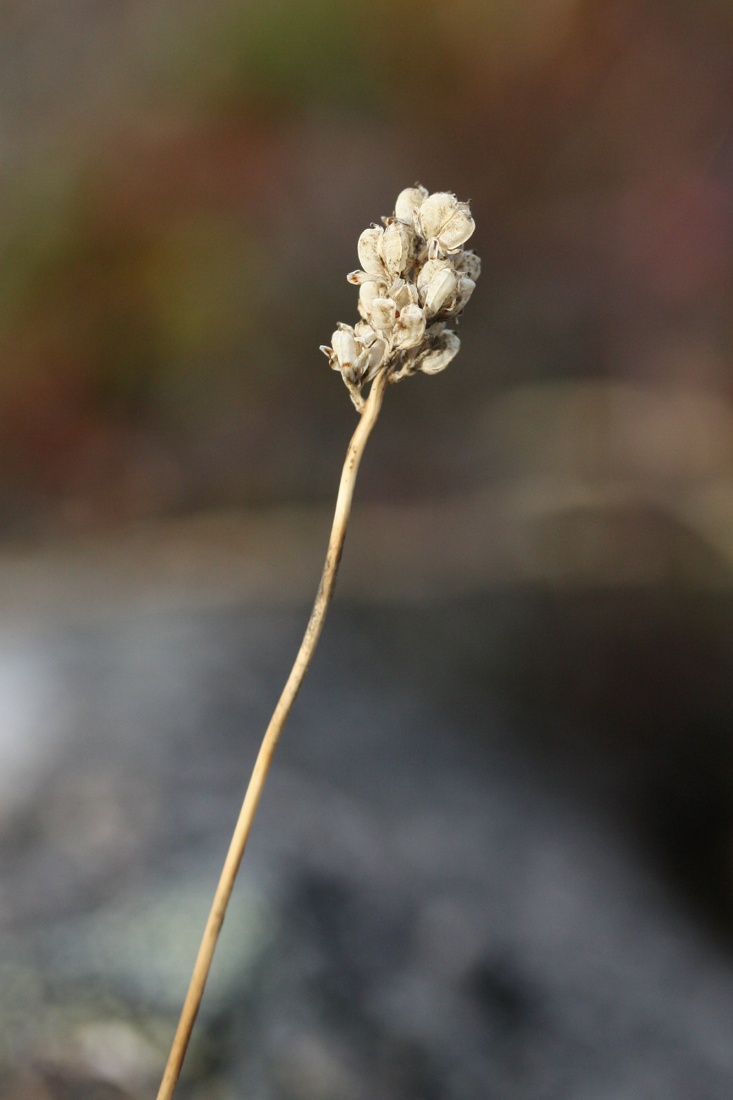 Image of Tofieldia pusilla specimen.