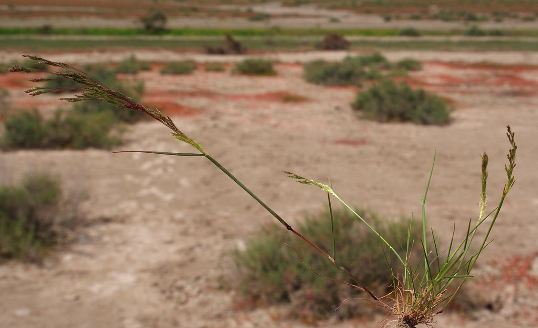 Image of familia Poaceae specimen.