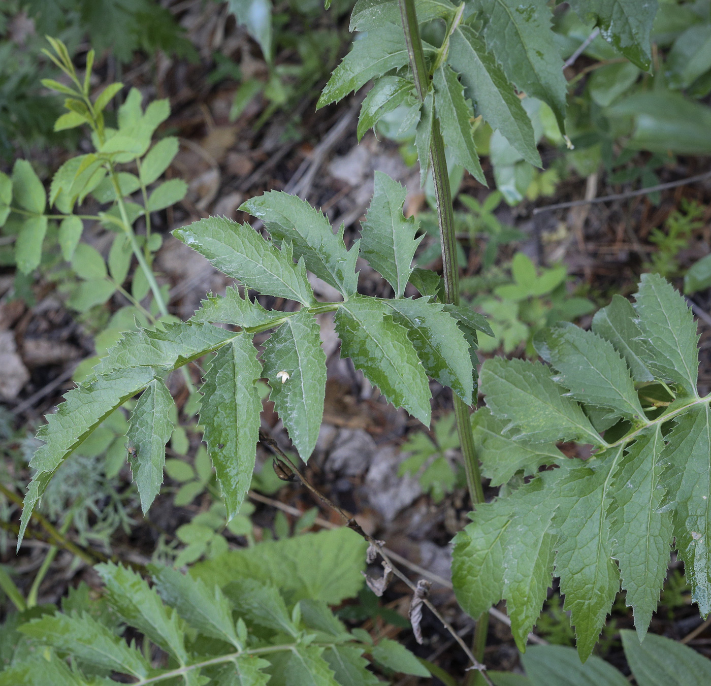 Изображение особи Serratula coronata.