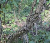 genus Lonicera