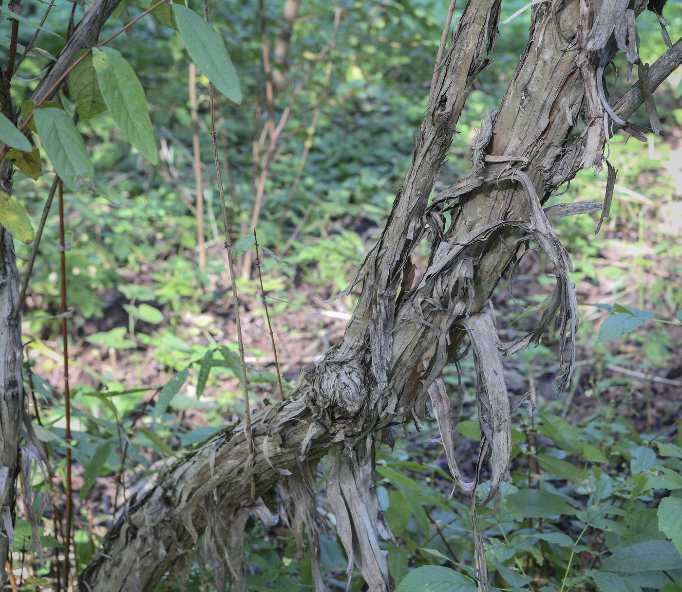 Image of genus Lonicera specimen.