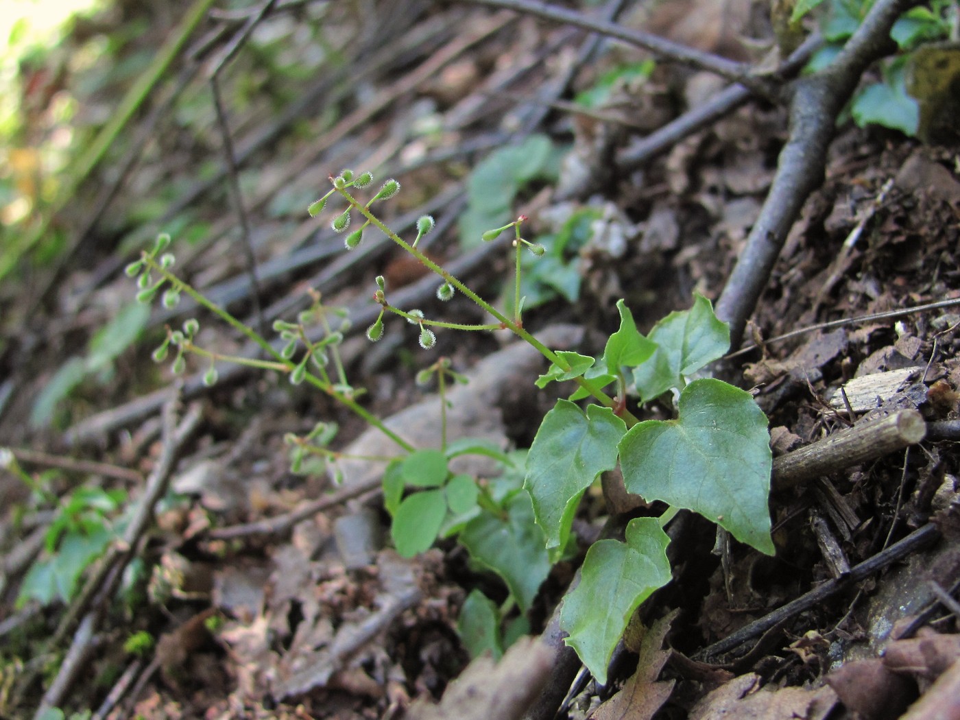 Изображение особи Circaea alpina.