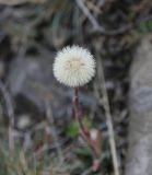 Aster alpinus
