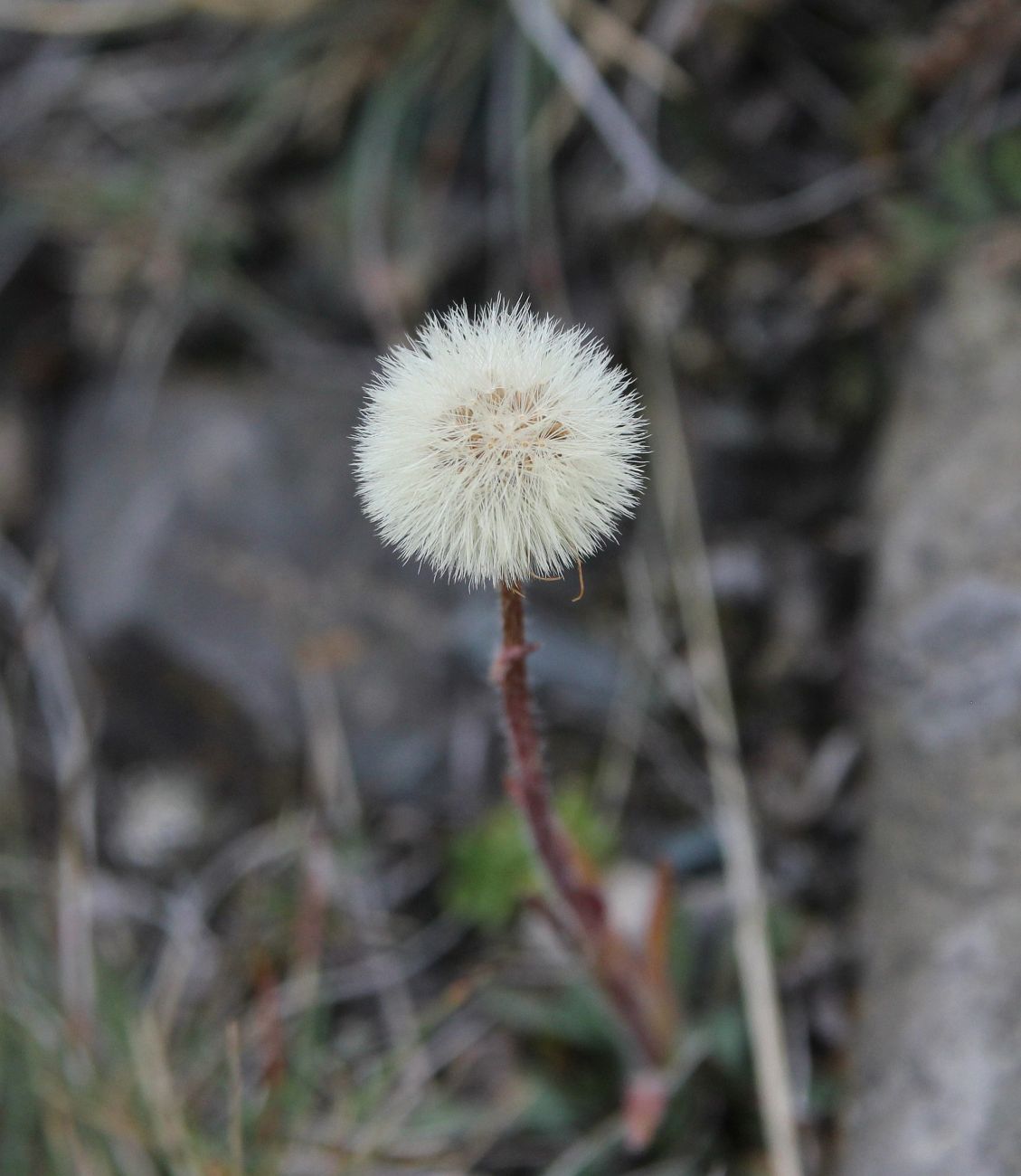 Image of Aster alpinus specimen.