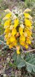 Phlomoides speciosa