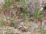 Onobrychis dielsii
