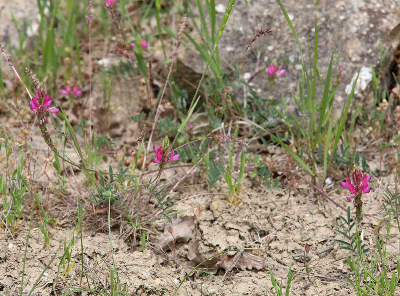 Image of Onobrychis dielsii specimen.
